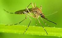 Mosquito.jpg